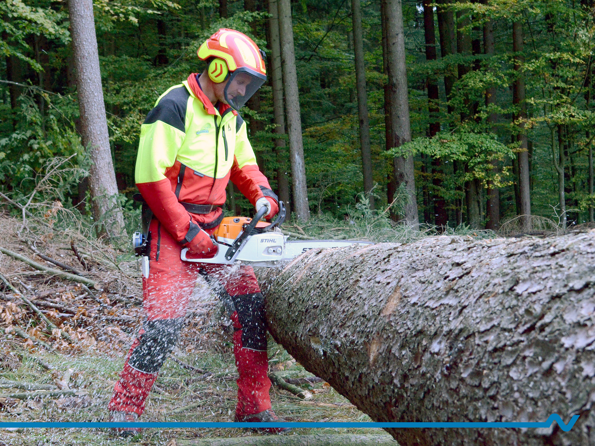 Forstarbeiter mit Schutzausrüstung schneidet mit der Motorsäge einen Baumstamm