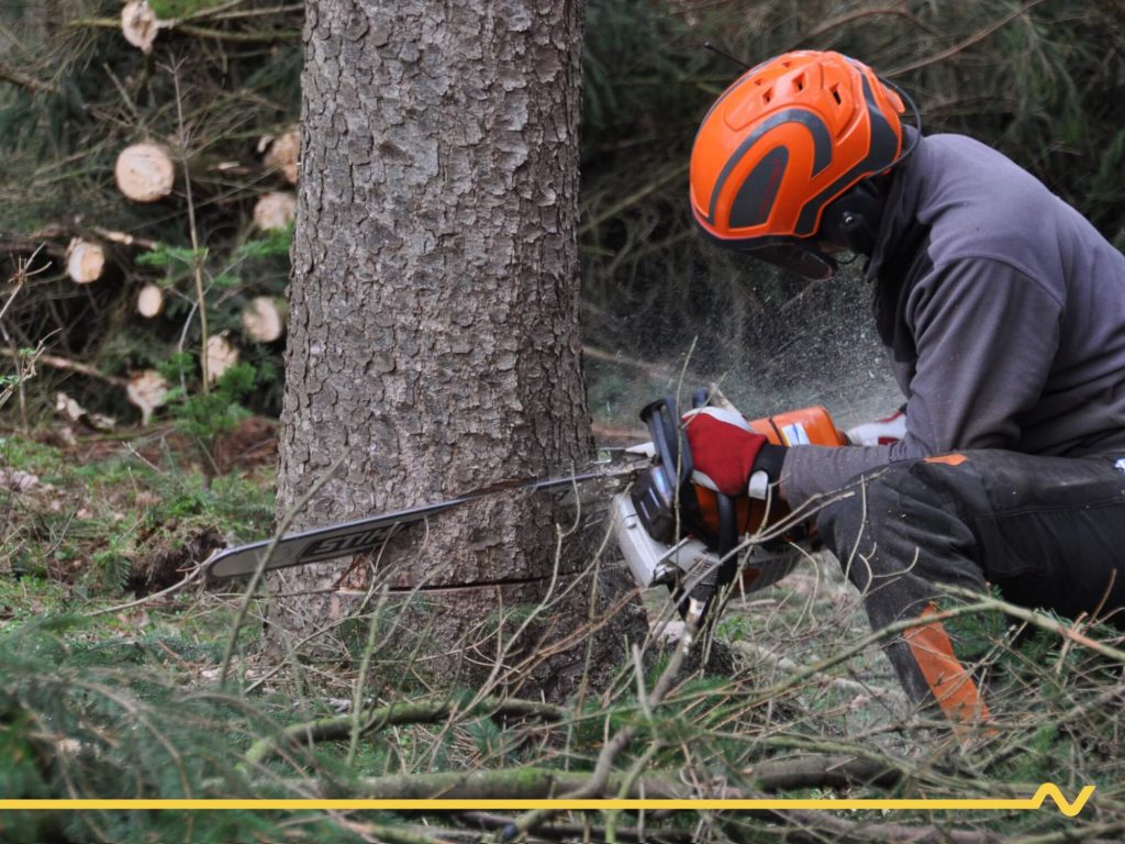 Forstarbeiter mit Schutzausrüstung und Motorsäge beim Fällen eines Baumes